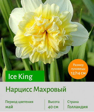  Махровый нарцисс (Narcissus double) Ice King